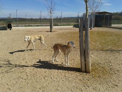Galgos y podencos en la perrera de Toledo. Galgos y podencos en la perrera de Toledo.