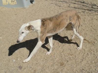 Galgos y podencos en la perrera de Toledo. Galgos y podencos en la perrera de Toledo.