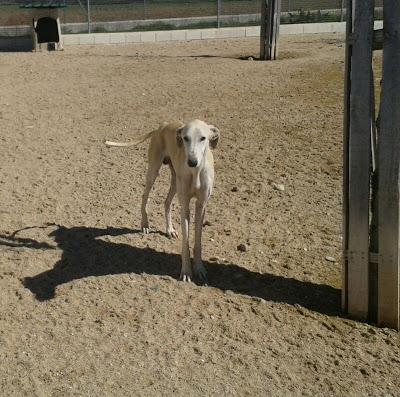 Galgos y podencos en la perrera de Toledo. Galgos y podencos en la perrera de Toledo.