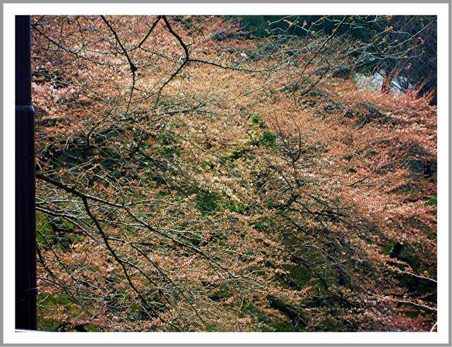 Tokyo: spring inspiration!! Tokyo: spring inspiration!!