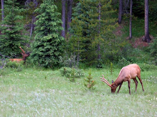 Parque Nacional de Banff y PN Yoho - Montañas Rocosas