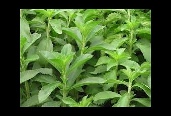 Aprende a Ssembrar Stevia, la planta que cura la dabetes Aprende a Ssembrar Stevia, la planta que cura la dabetes