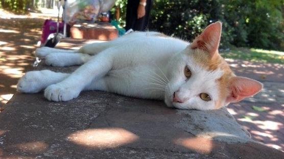 ¡No más muertes! Queremos seguridad y apoyo para cuidar de los gatos del Botánico Petición de Comisión Proteccionista Gatos Botánico ¡No más muertes! Queremos seguridad y apoyo para cuidar de los gatos del Botánico