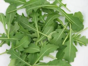 Cultivar rúcula, ideal para ensaladas rucula1 300x225 Cultivar rúcula, ideal para ensaladas