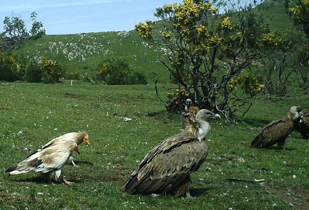 Una herramienta de Google para estudiar hábitats de especies buitres by P Mateo-Tomás