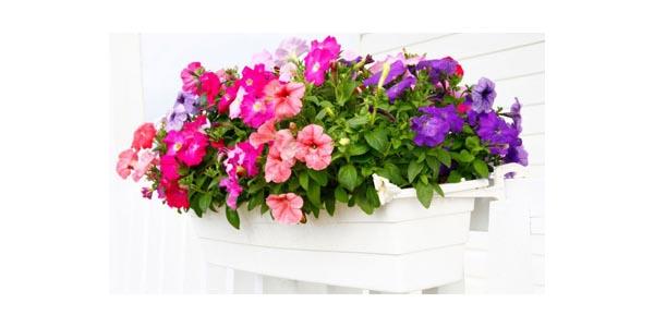 flores Cambiamos el rumbo en Semana Santa