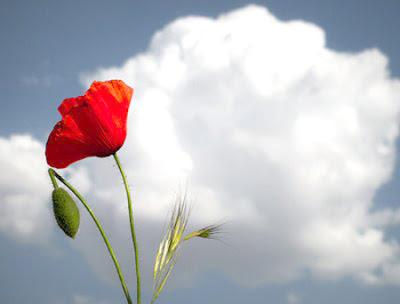 DE SER REAL A SER AUTÉNTICO DE SER REAL A SER AUTÉNTICO