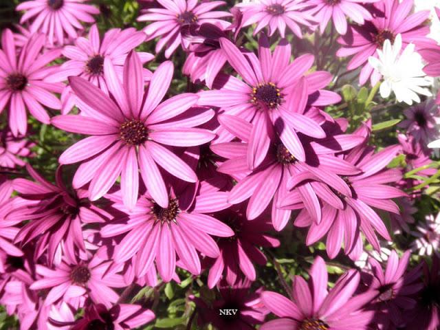 Margaritas locas Margaritas locas