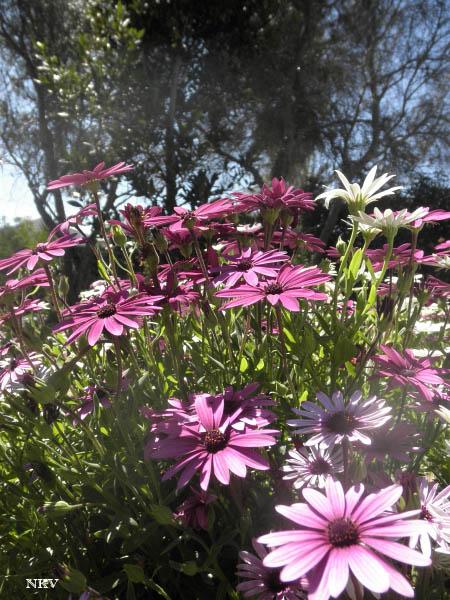 Margaritas locas Margaritas locas