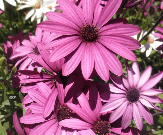 Margaritas locas Margaritas locas