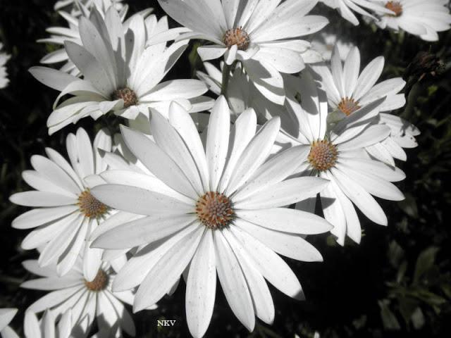 Margaritas locas Margaritas locas