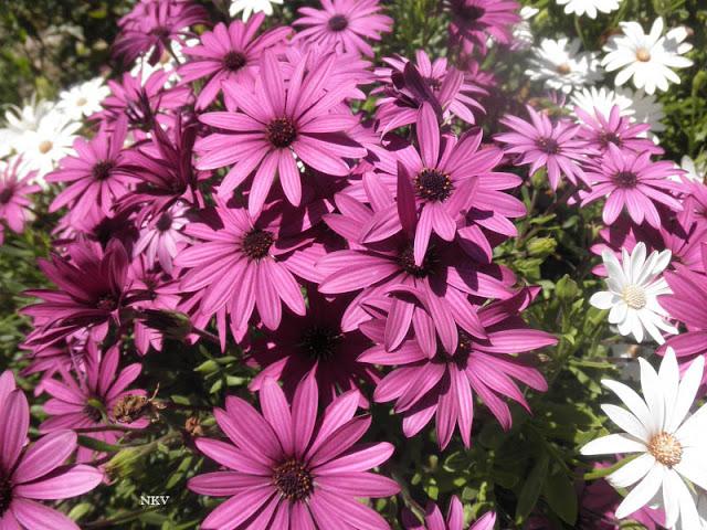 Margaritas locas Margaritas locas