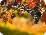 1* PARTE : NEW YORK - HABLEMOS DE VINOS ... LOS VIÑEDOS DE LONG ISLAND EN New York 1* PARTE : NEW YORK - HABLEMOS DE VINOS ... LOS VIÑEDOS DE LONG ISLAND EN New York