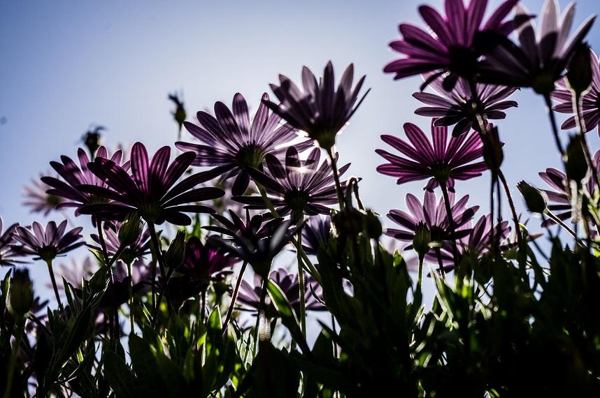 Spring Navy Spring Navy