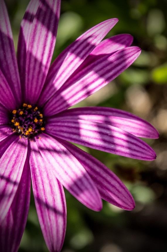 Spring Navy Spring Navy