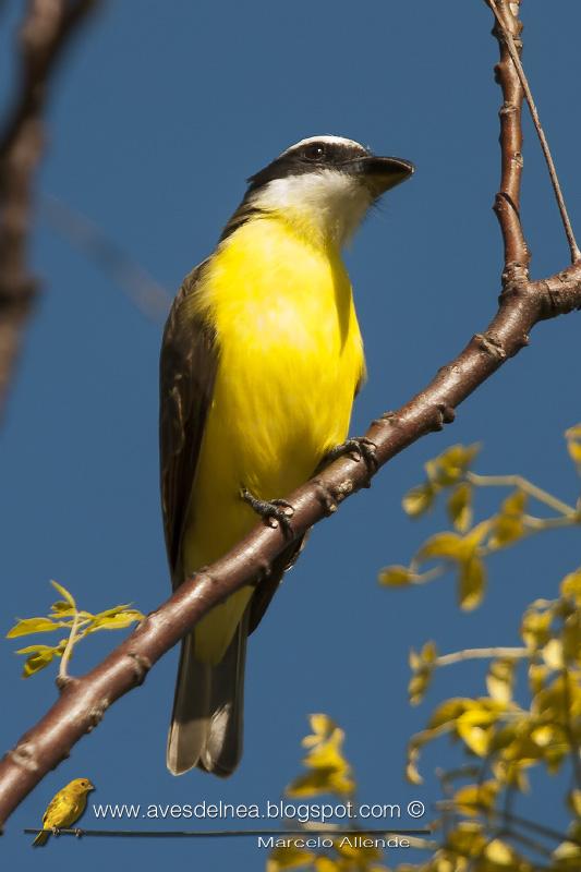 Pitanguá en mi casa Pitanguá en mi casa