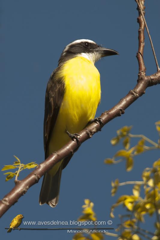 Pitanguá en mi casa Pitanguá en mi casa