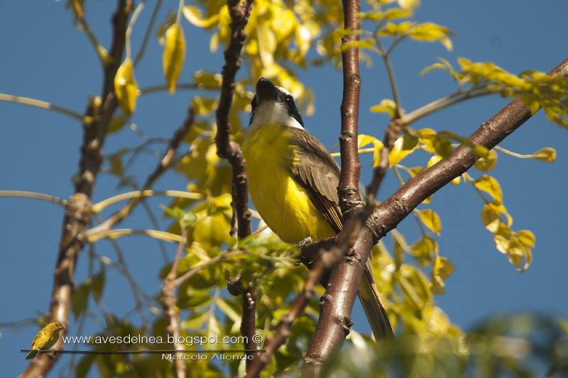 Pitanguá en mi casa Pitanguá en mi casa
