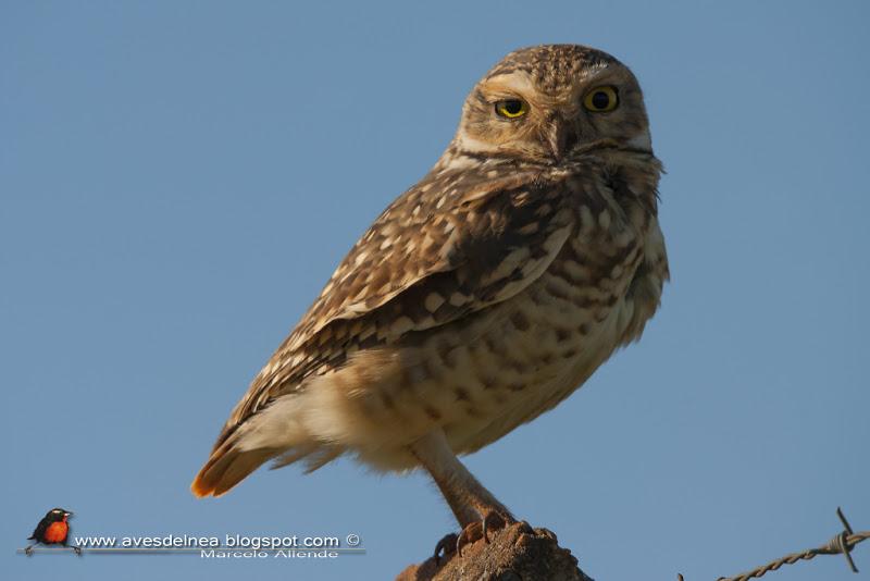 Lechucita vizcachera (Burrowing Owl)