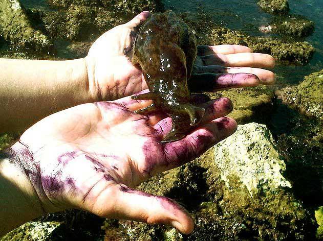 tinta de liebre de mar tinta de liebre de mar