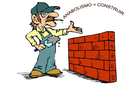 Catabolismo y anabolismo Catabolismo y anabolismo