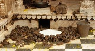 INDIA: El templo de las ratas sagradas