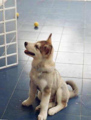 CHORIZÉTICOS CHORIZÉTICOS