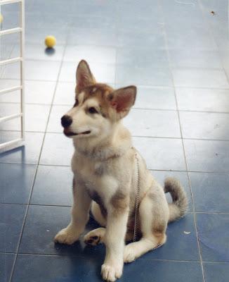 CHORIZÉTICOS CHORIZÉTICOS