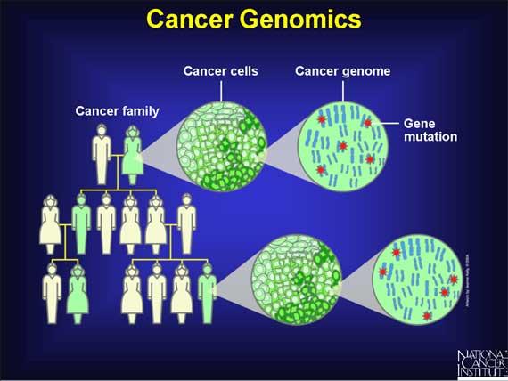 La genómica del cáncer La genómica del cáncer