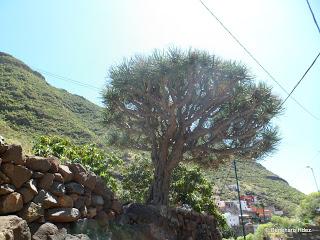 Dragos de Anaga: Ejemplares del barranco de Valleseco