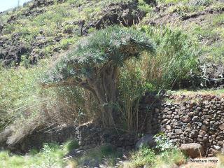 Dragos de Anaga: Ejemplares del barranco de Valleseco