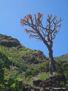 Dragos de Anaga: Ejemplares del barranco de Valleseco