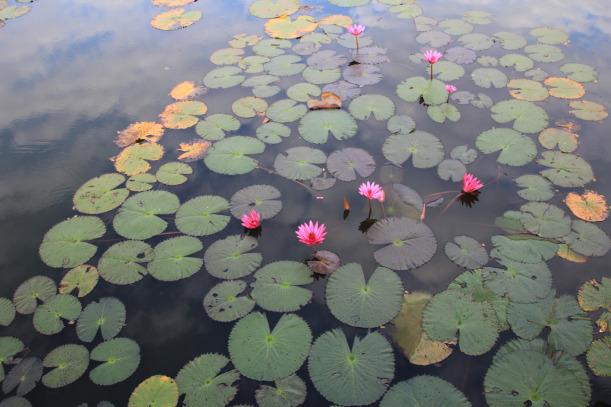 Flores de Loto en Sukhothai (TAILANDIA) @2012 Jose Ferrer