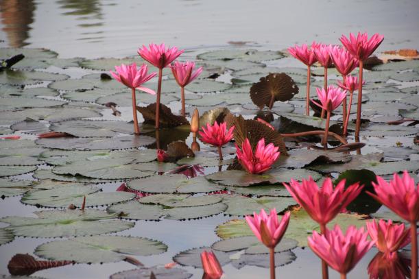 Historical Park, Sukhothai (TAILANDIA)@2012 Jose Ferrer