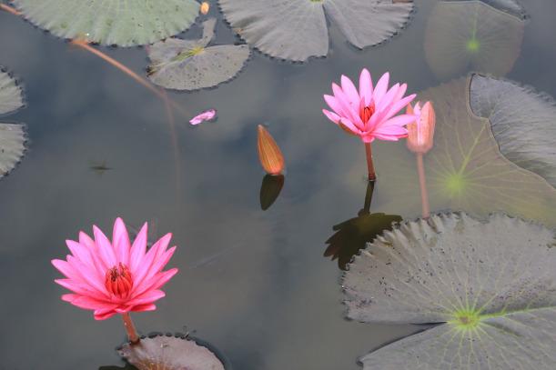 Pareja de lotos, Sukhothai (TAILANDIA)@2012  Jose Ferrer