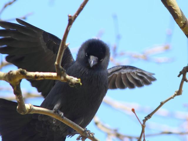Grajillas(Corvus monedula)-Spring comes love-Surge el amor en primavera