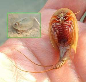 camarón renacuajo (Triops cancriformis)