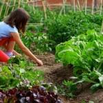 Crear un huerto con los niños huerto con niños