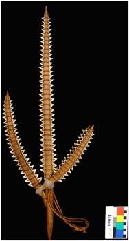 arma gilbertese de dientes de tiburón arma gilbertese de dientes de tiburón