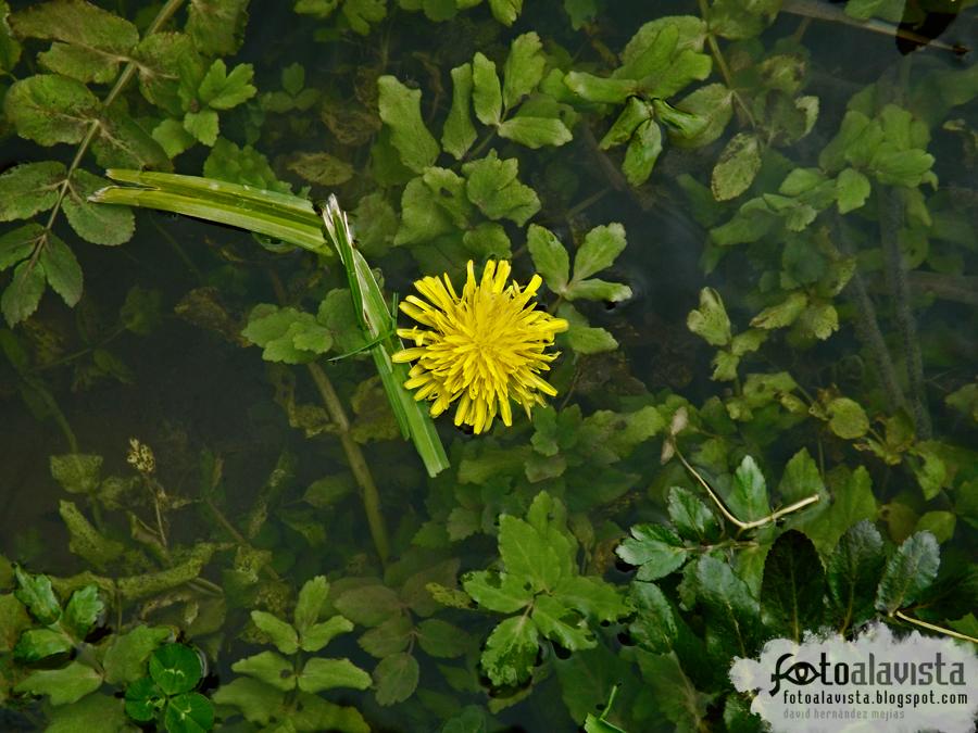 Margarita al agua