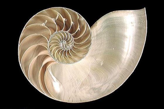 Belleza matemática ( o el misterio de Fibonacci) nautilus