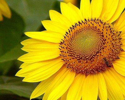 Belleza matemática ( o el misterio de Fibonacci) girasol