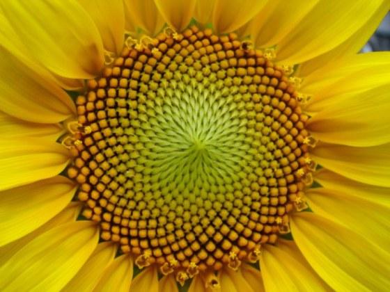 Belleza matemática ( o el misterio de Fibonacci) girasol2