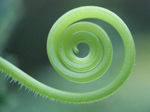 Belleza matemática ( o el misterio de Fibonacci) espiral