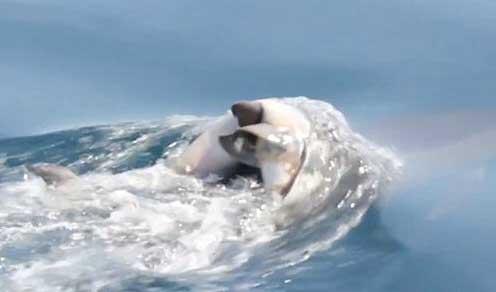 delfín carga con su cría muerta delfín carga con su cría muerta