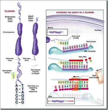 telomere