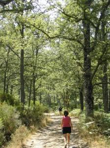Valor de las funciones ambientales, atribución de precios y cálculo de externalidades Valor de las funciones ambientales, atribución de precios y cálculo de externalidades