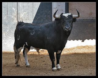 El toro último animal divinizado de occidente