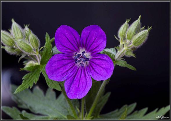 La Pernía, un mar de flores La Pernía, un mar de flores