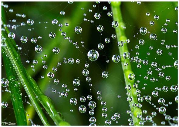 La Pernía, un mar de flores La Pernía, un mar de flores